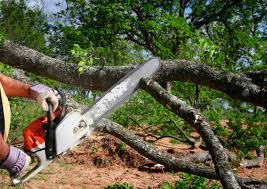 Best Stump Grinding and Removal  in Hartford City, IN