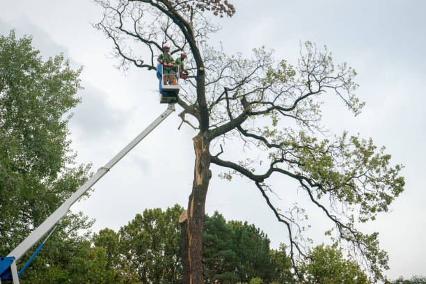 Best Emergency Tree Removal  in Hartford City, IN