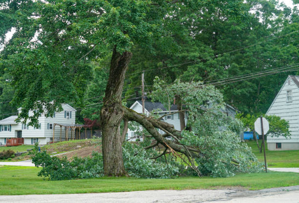 Best Tree and Shrub Care  in Hartford City, IN