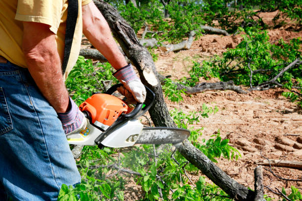 Best Tree Removal  in Hartford City, IN